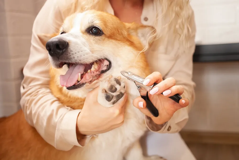 Profesional cortando las uñas de un perro con cortaúñas durante el servicio de peluquería